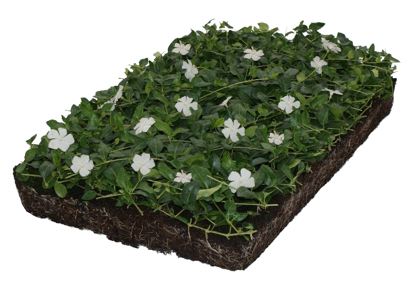 Een afbeelding van een Vinca minor 'Alba' als plantenmat die wit in bloei staat.