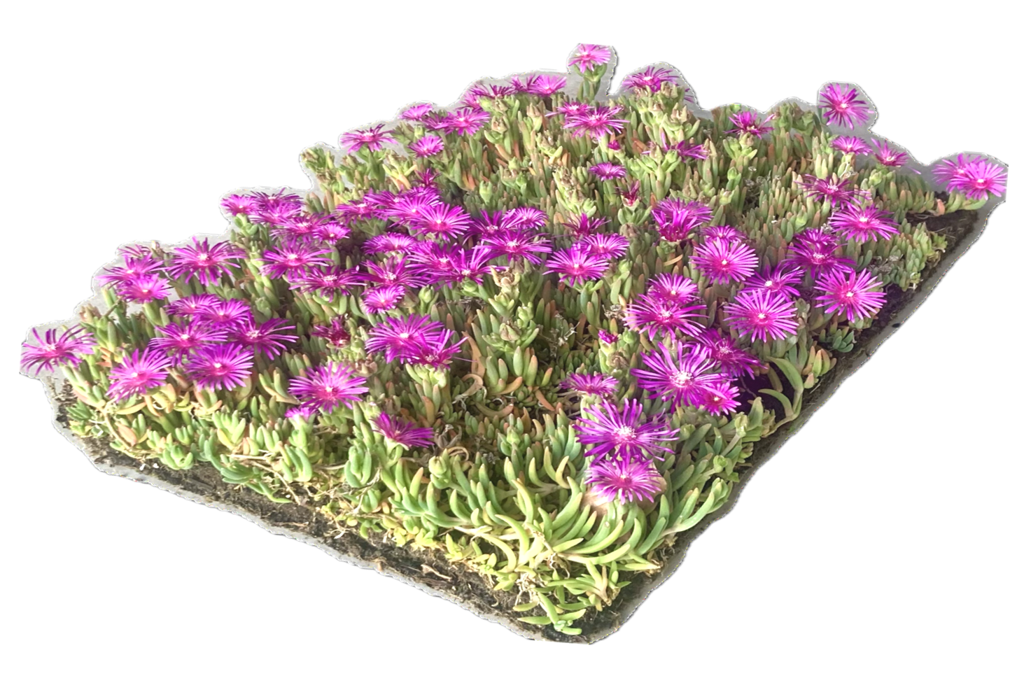zichtbaar is een IJsbloem (Delosperma cooperi) plantenmat die in bloei staat meet roze bloemen.