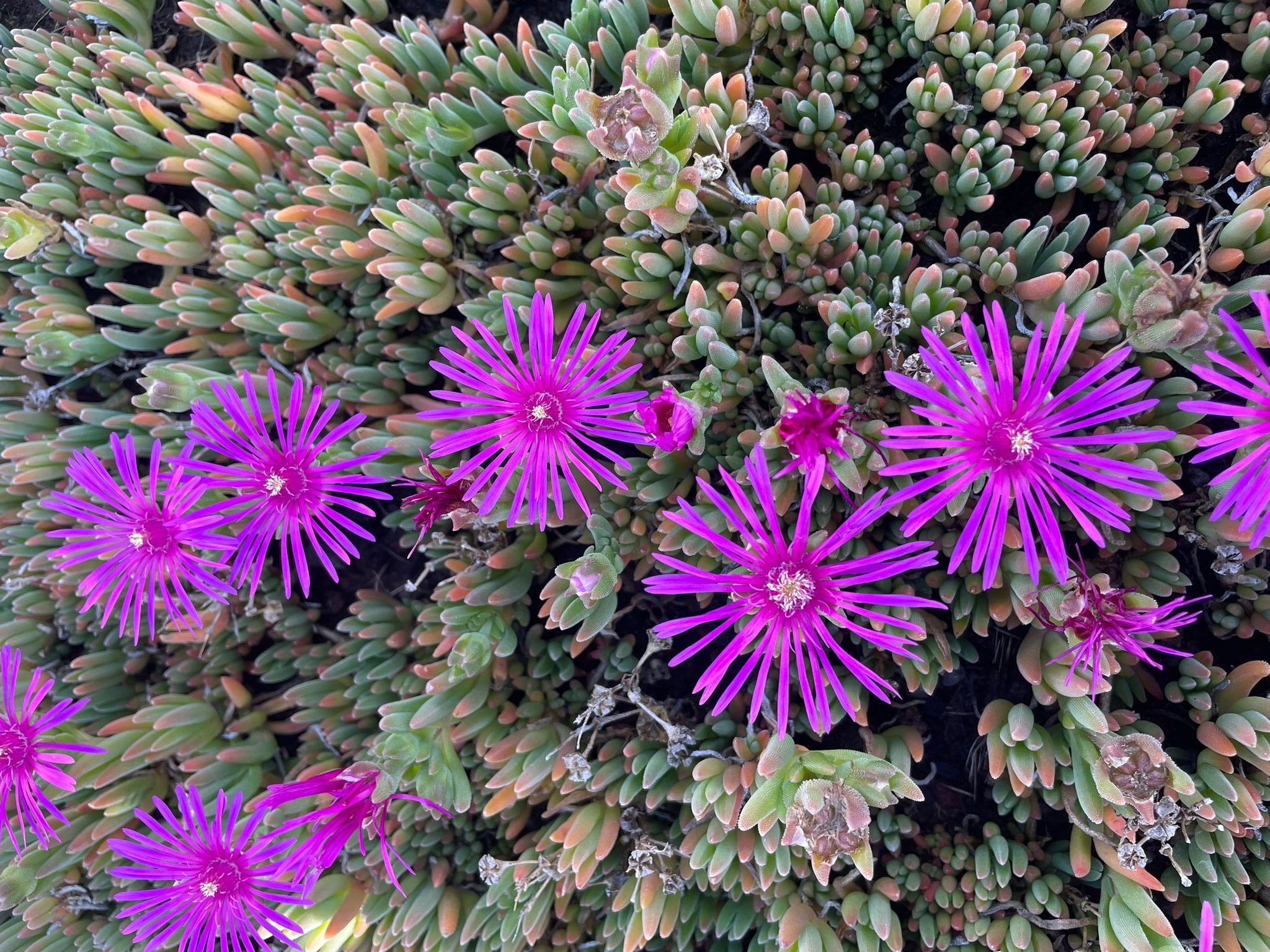 Je ziet hier de roze bloei van de Delosperma cooperi