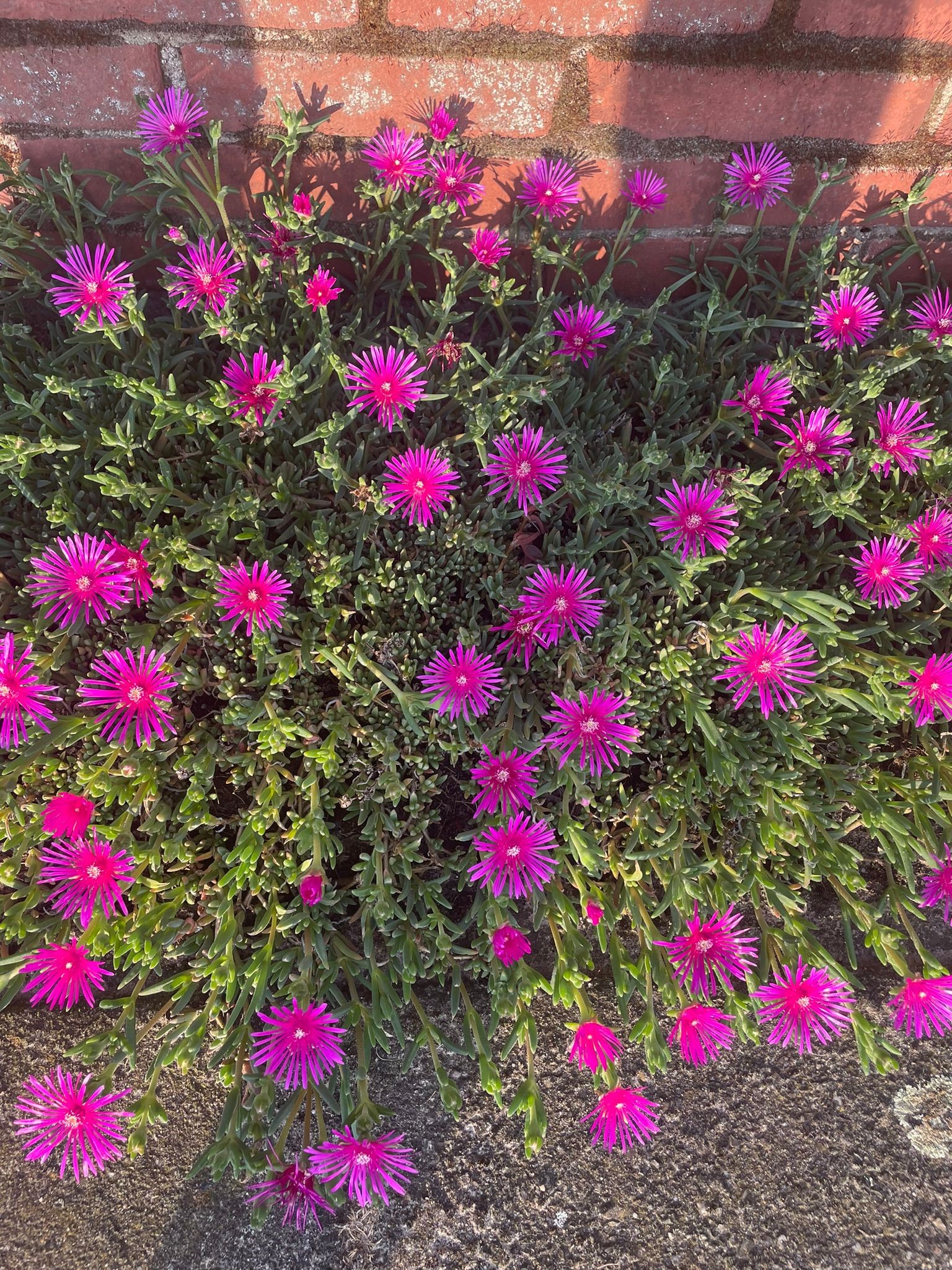 IJsbloem plantenmat aan geplant in een smalle border