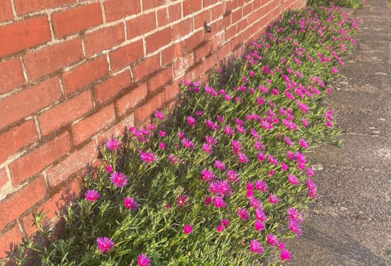 IJsbloem in de vorm van een plantenmat aangeplant langs een muur als bodembedekker.