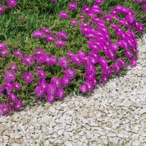 Delosperma cooperi als plantenmat in border