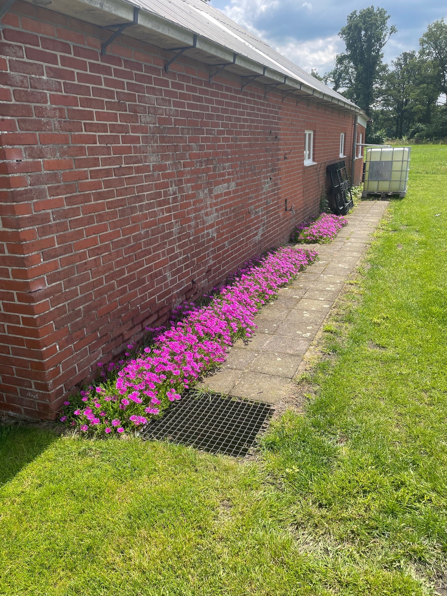 Covergreen Delosperma cooperi border