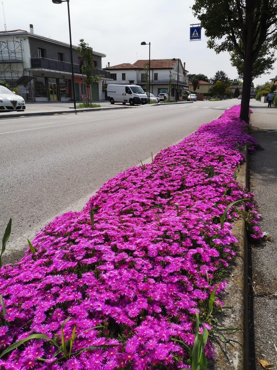 Middengeleider met rijk bloeiende ijsbloem