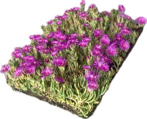 afbeelding met daarop de Covergreen Delosperma Cooperi plantenmat 